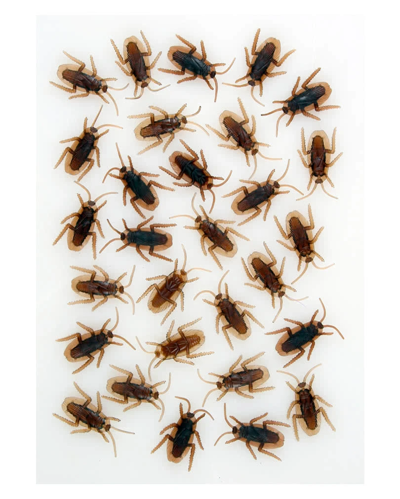 Kakerlaken 40 Stück